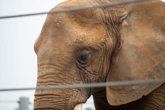 A Sad captive elephant behind wired fence