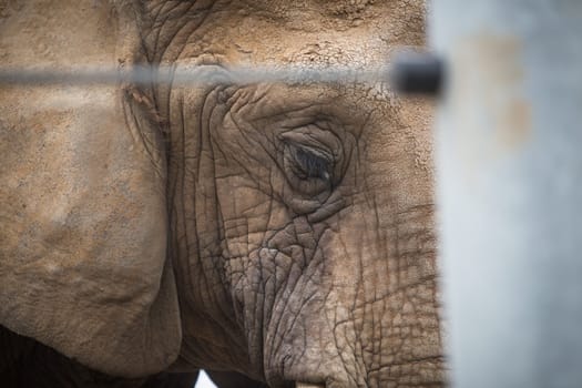 A shot of the eye of an elephant in captivity