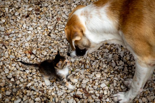 Cute Dog and Kitten sniffing each other