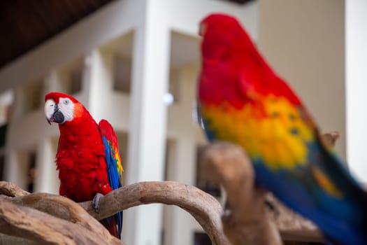 Two trained parrots perched on branches