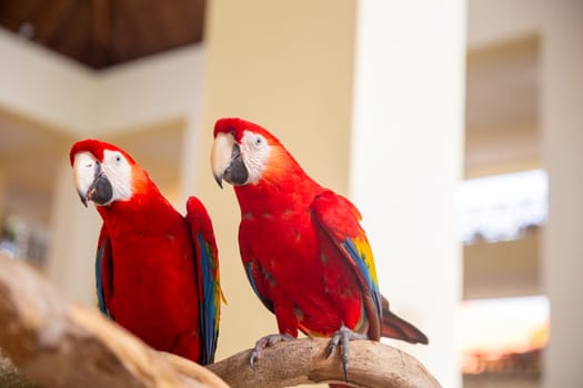 Pair of Parrots perched on a branch