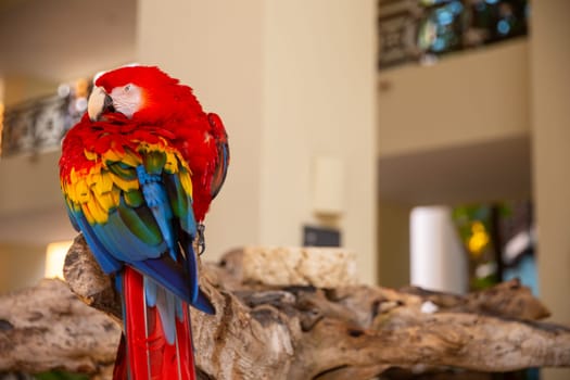 Parrot Cozying Up and grooming