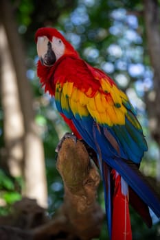 Single colorful parrot perched up on a branch