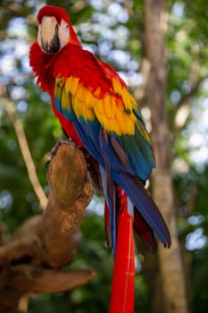 Single colorful parrot perched up on a branch