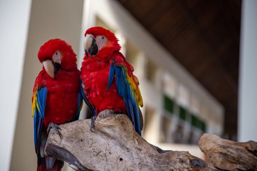 Two parrots perched on a branch