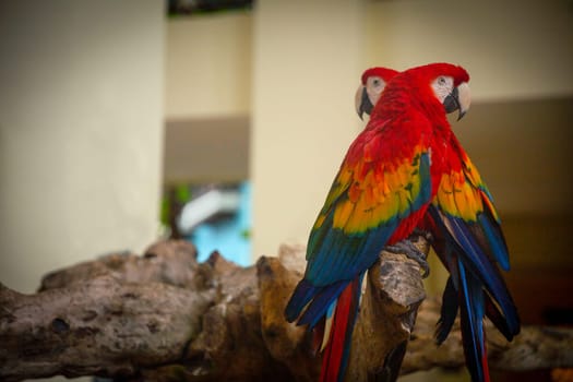 Pair of love birds Perched