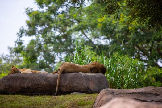 Male and Female Lions Sleeping