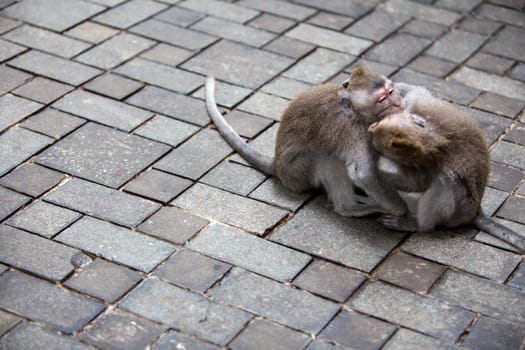 Two adorable wild monkeys showing affection