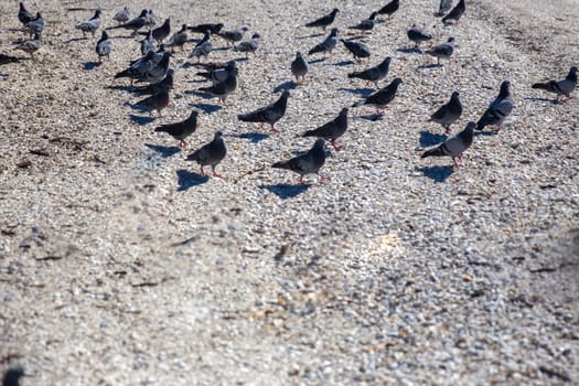 Bunch of Pigeons on the shore of the beach with room for text