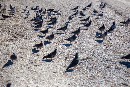 Bunch of Pigeons on the shore of the beach