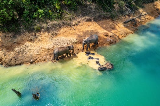 Encounter with a family of wild elephants in Khao Sok national park, on the Cheow lan lake in Surat Thani, Thailand, south east asia