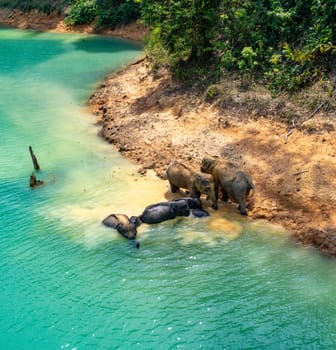 Encounter with a family of wild elephants in Khao Sok national park, on the Cheow lan lake in Surat Thani, Thailand, south east asia