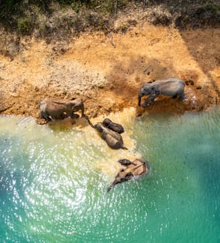 Encounter with a family of wild elephants in Khao Sok national park, on the Cheow lan lake in Surat Thani, Thailand, south east asia