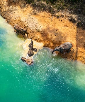 Encounter with a family of wild elephants in Khao Sok national park, on the Cheow lan lake in Surat Thani, Thailand, south east asia