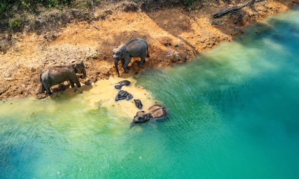 Encounter with a family of wild elephants in Khao Sok national park, on the Cheow lan lake in Surat Thani, Thailand, south east asia