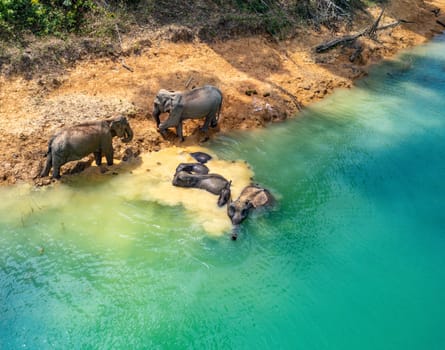 Encounter with a family of wild elephants in Khao Sok national park, on the Cheow lan lake in Surat Thani, Thailand, south east asia