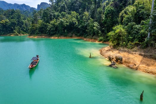 Encounter with a family of wild elephants in Khao Sok national park, on the Cheow lan lake in Surat Thani, Thailand, south east asia