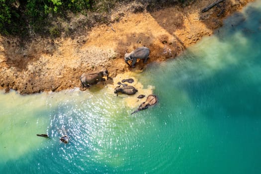 Encounter with a family of wild elephants in Khao Sok national park, on the Cheow lan lake in Surat Thani, Thailand, south east asia