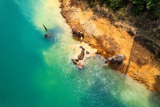 Encounter with a family of wild elephants in Khao Sok national park, on the Cheow lan lake in Surat Thani, Thailand, south east asia