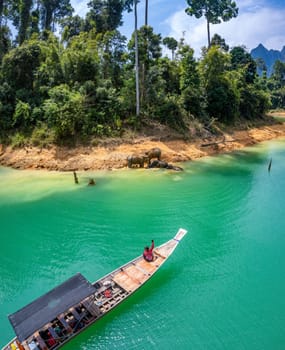 Encounter with a family of wild elephants in Khao Sok national park, on the Cheow lan lake in Surat Thani, Thailand, south east asia