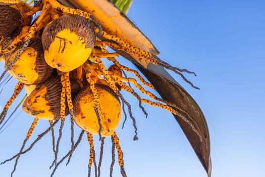 Yellow coconuts on tree by the exotic tropical beach