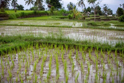 Indonesian Rice Terrace with sprouts growing
