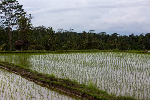 Asian rice field with sprouts coming up