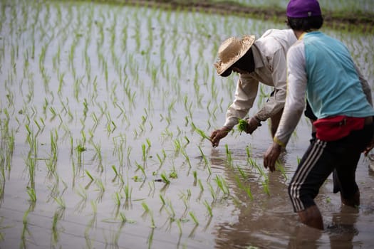 A couple of rice gathering villagers in Indonesia