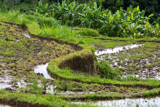 A traditional rice terrace in Bali