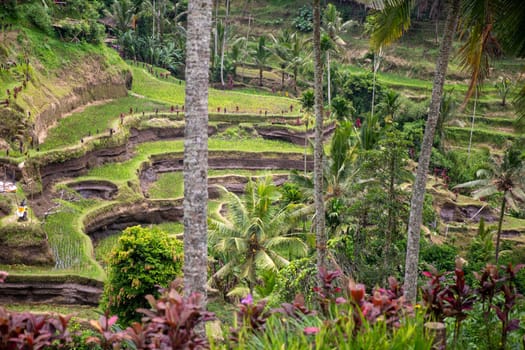 UNESCO rice terraces in Bali, Indonesia