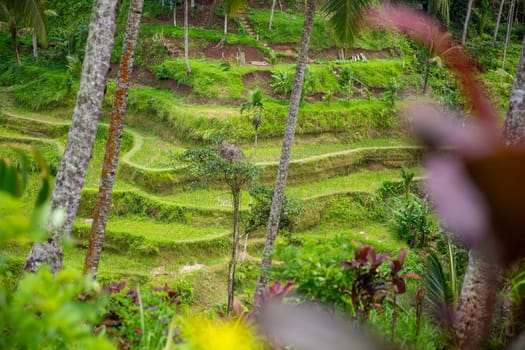 UNESCO rice terraces in Bali, Indonesia