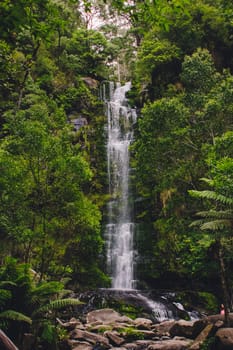 Waterfall in a lush rainforest. Great Otway National Park in Victoria, Australia.