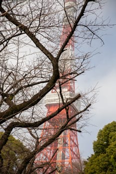 Tokyo Tower in March Spring Time