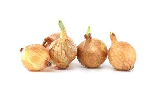 Onion seeds a few seedlings have leaf growth isolated on white background, young onion spring bulbs