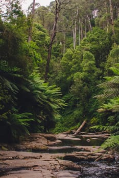 Small creek at magical rainforest in a national park in the heart of fern jungle.