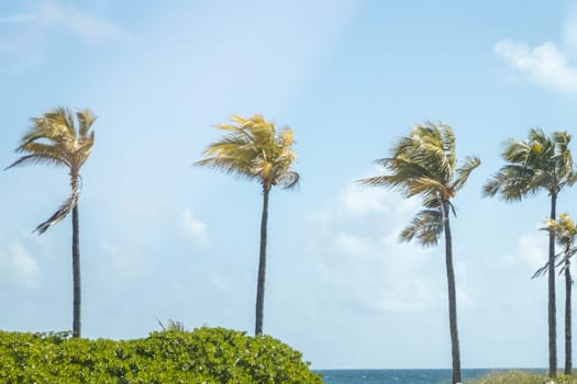 Palm Trees in the Tropical Florida