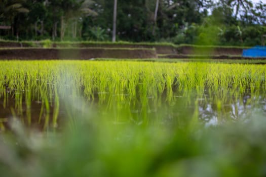 A Rice patty growing shot at level