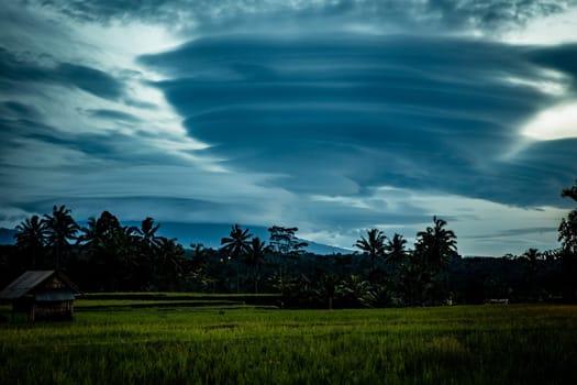 Indonesian Rice Patty in the morning with interesting clouds
