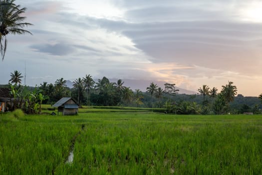 Indonesian Rice Patty in the morning with interesting clouds