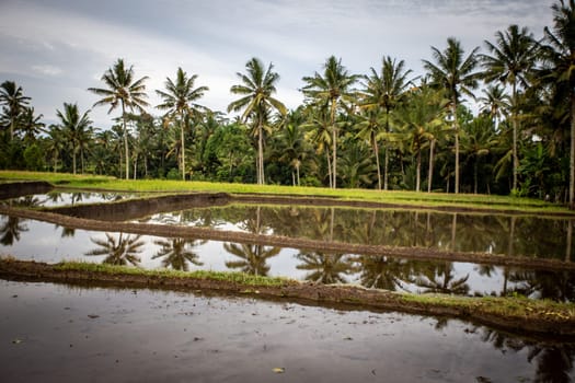 Indonesian Rice Field with Still Water showing Reflections