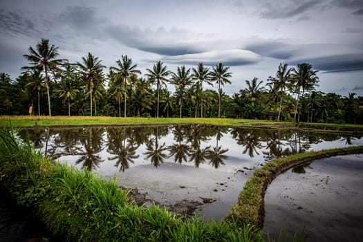 Indonesian Rice Field in an overcast day