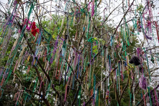 Mardi Gras Beads hanging in a tree