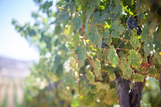 Red Wine Grapes on a Vine with room for text