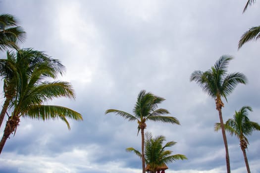 Looking up at Palm Trees in the morning time