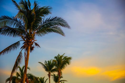 trio of palm trees in the morning light
