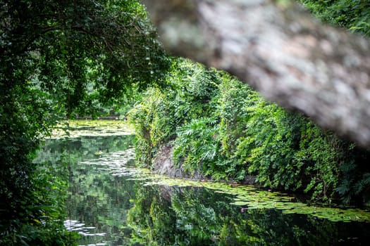 Lush Serene Still Water with vegetation