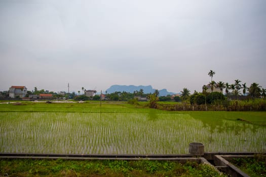 Vietnamese rice patty with baby grains