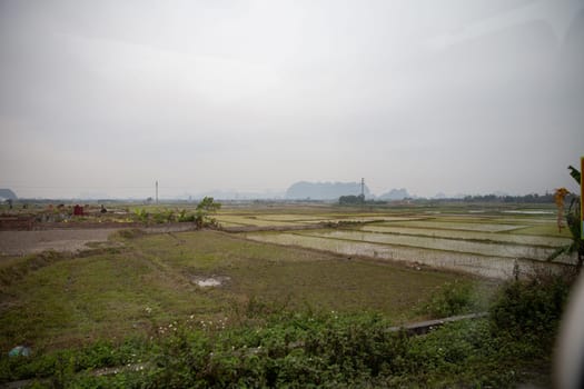 Vietnamese rice patty field in Halong Bay