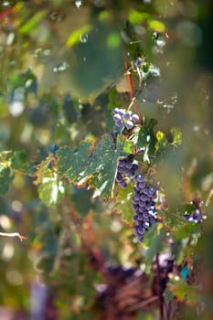 Wine Grapes in Focus with copy space