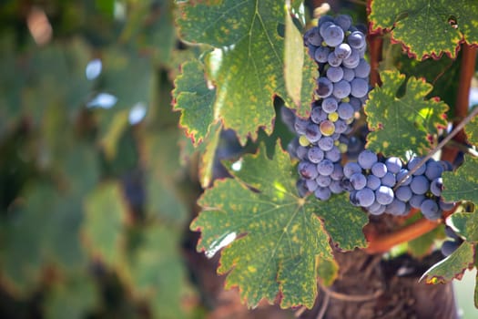 Organic Grapes for Wine on a Vine in the Shade
